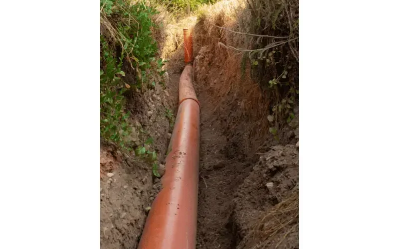 tree roots in sewer line