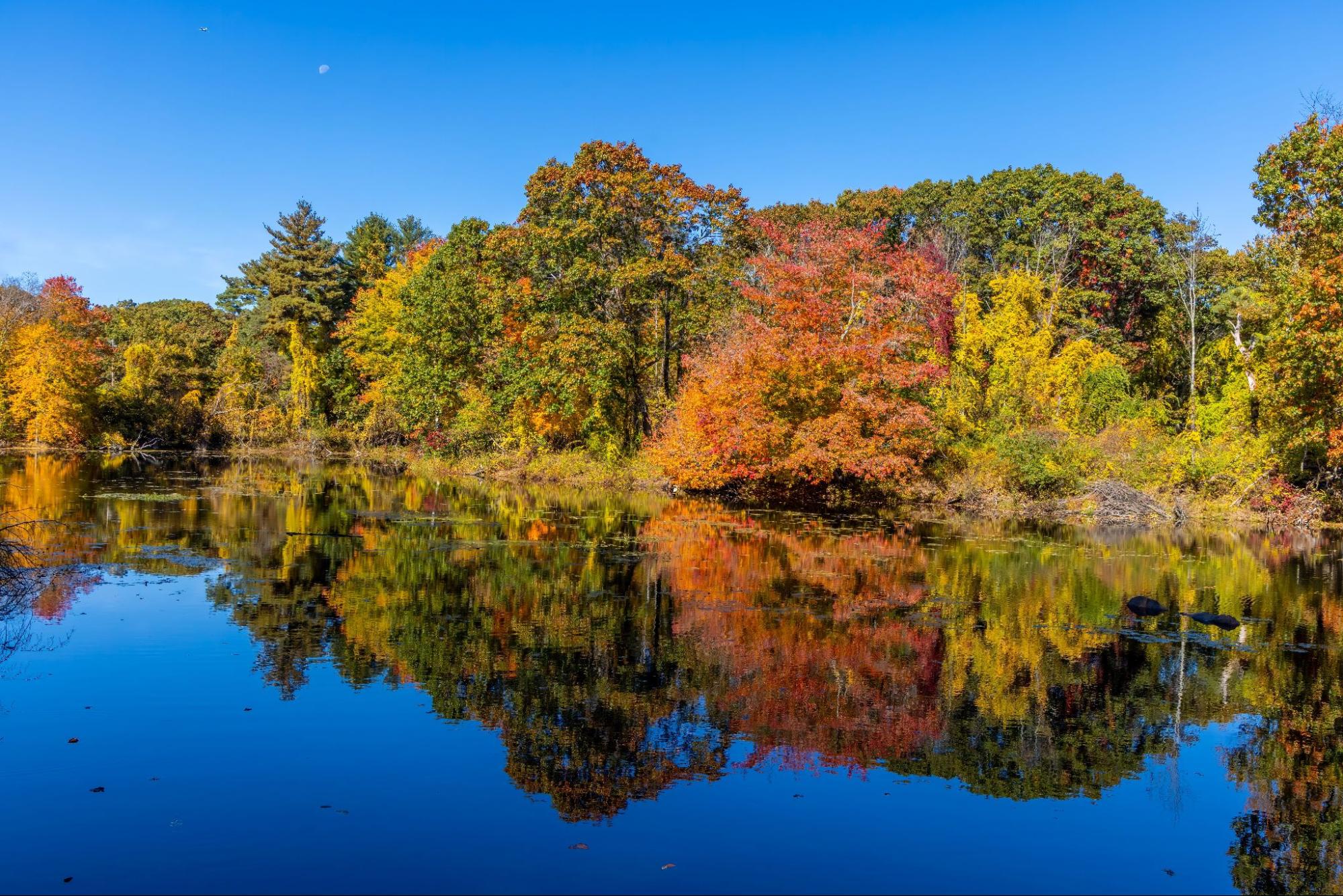 Mature trees and still water in the Newton, MA drain cleaning service area from TID Trenchless.