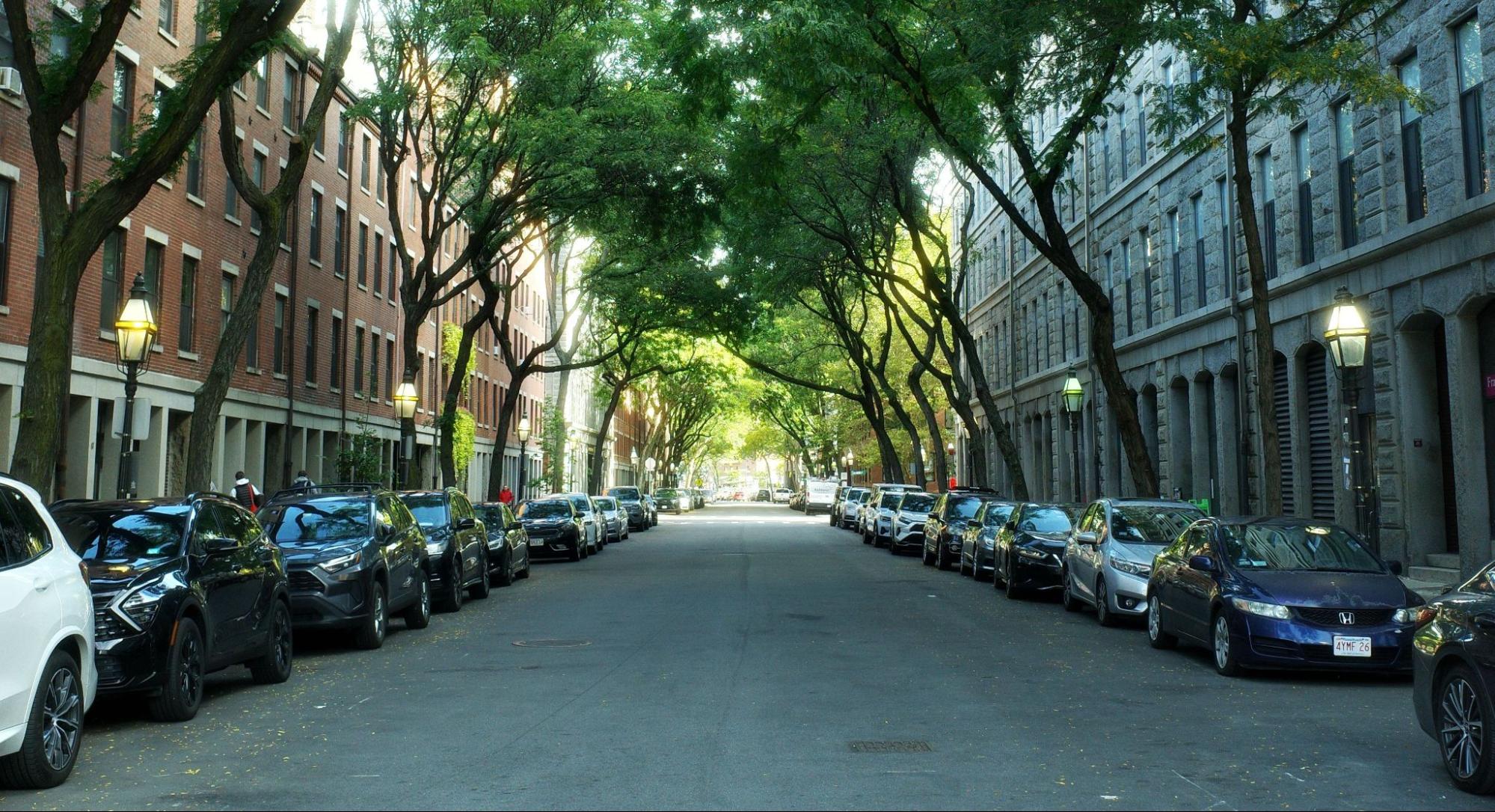Tree-lined residential street in Brookline, MA, where TID Trenchless provides drain cleaning for older homes and apartment buildings.